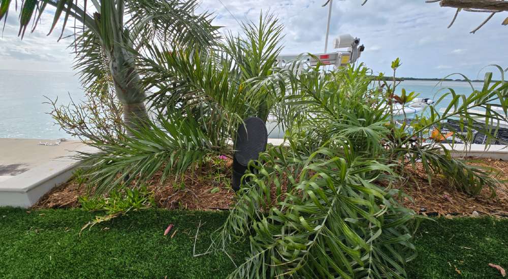 Coastal Source Palms in Paradise outdoor audio